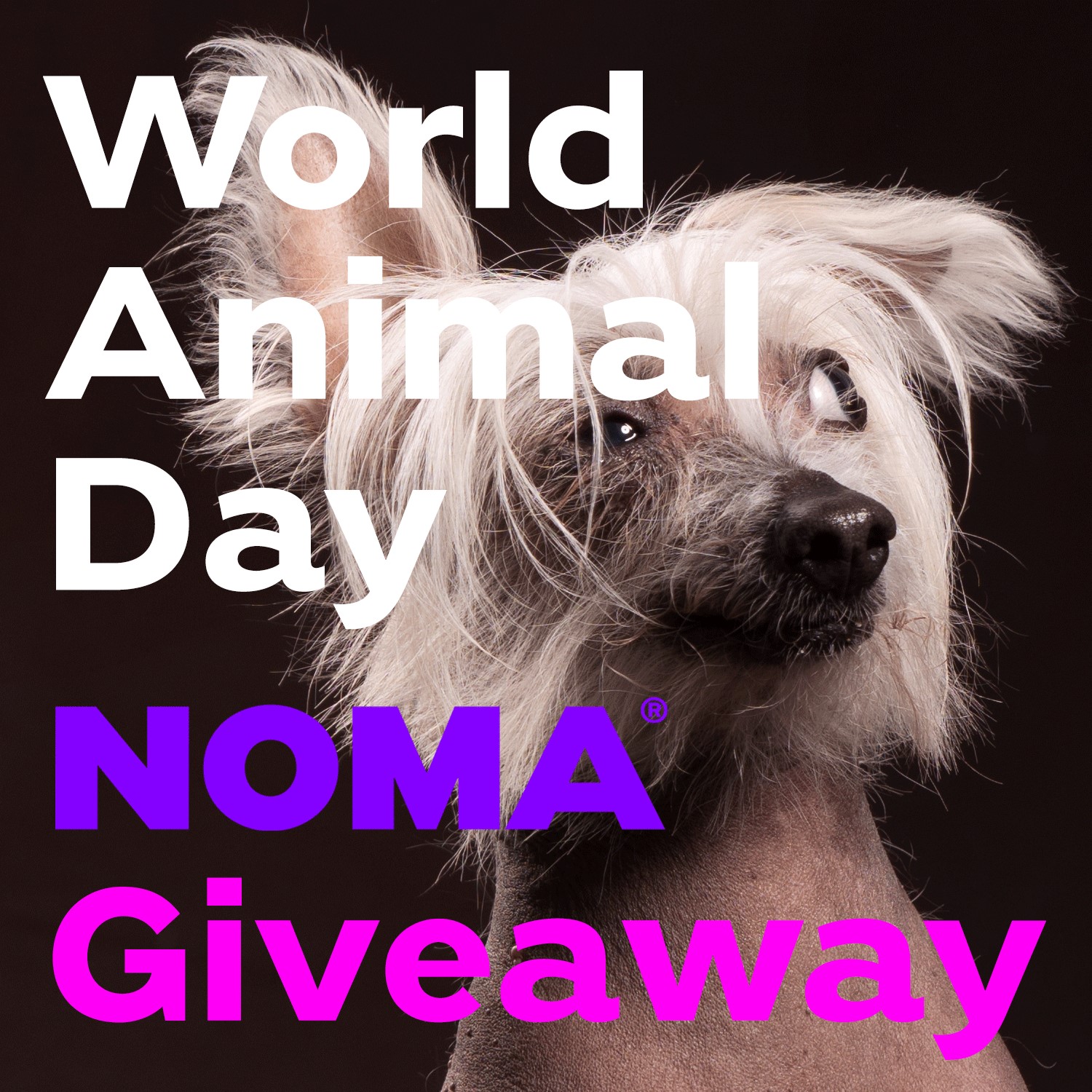 World Animal Day Giveaway