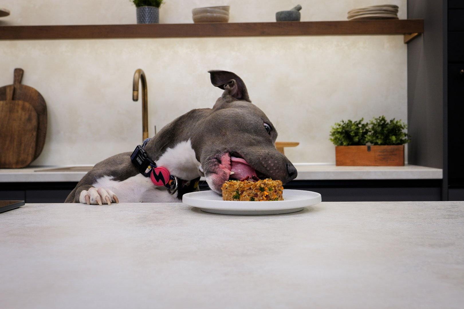 Μαγειρεμένο φαγητό για σκύλους